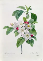 Fiori di melo, da 